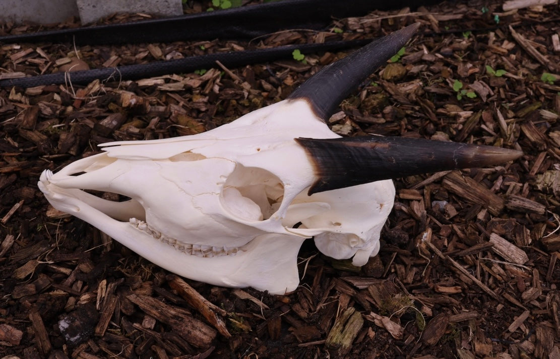 Skull sitatunga
