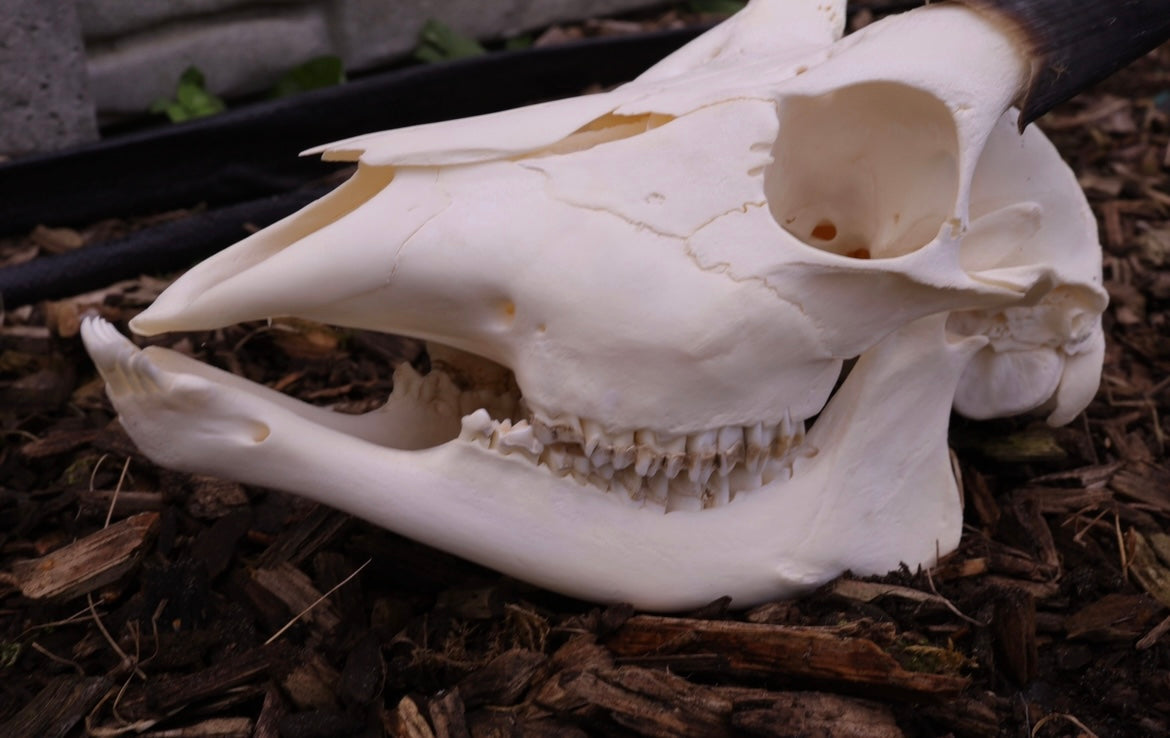 Skull sitatunga
