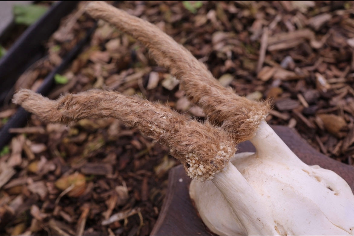 Roe deer skull