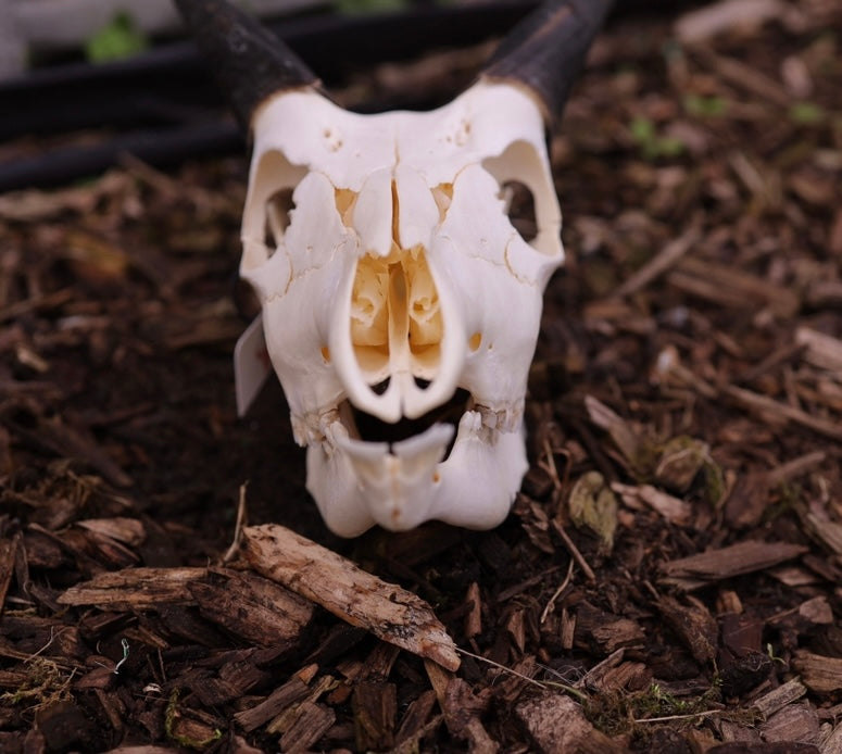 Skull sitatunga
