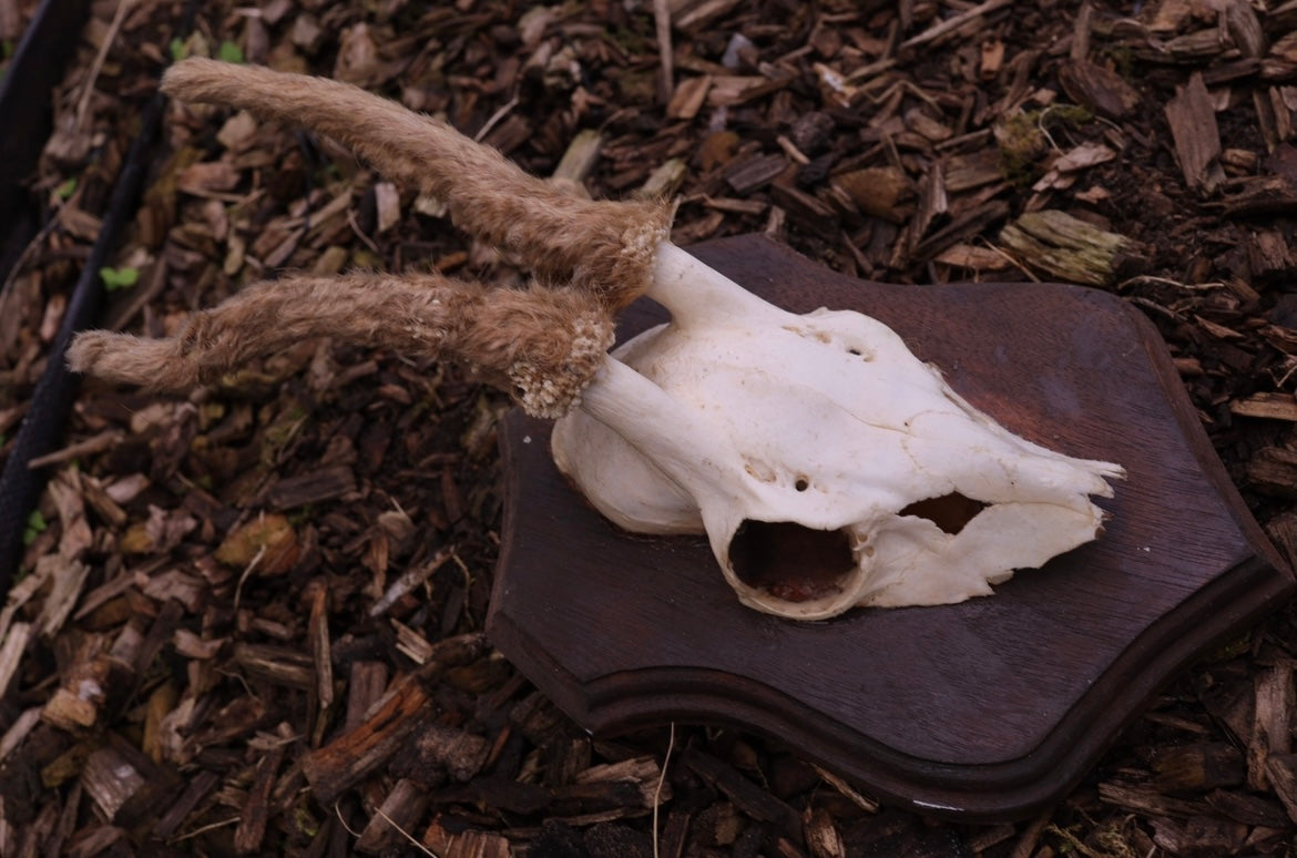 Roe deer skull