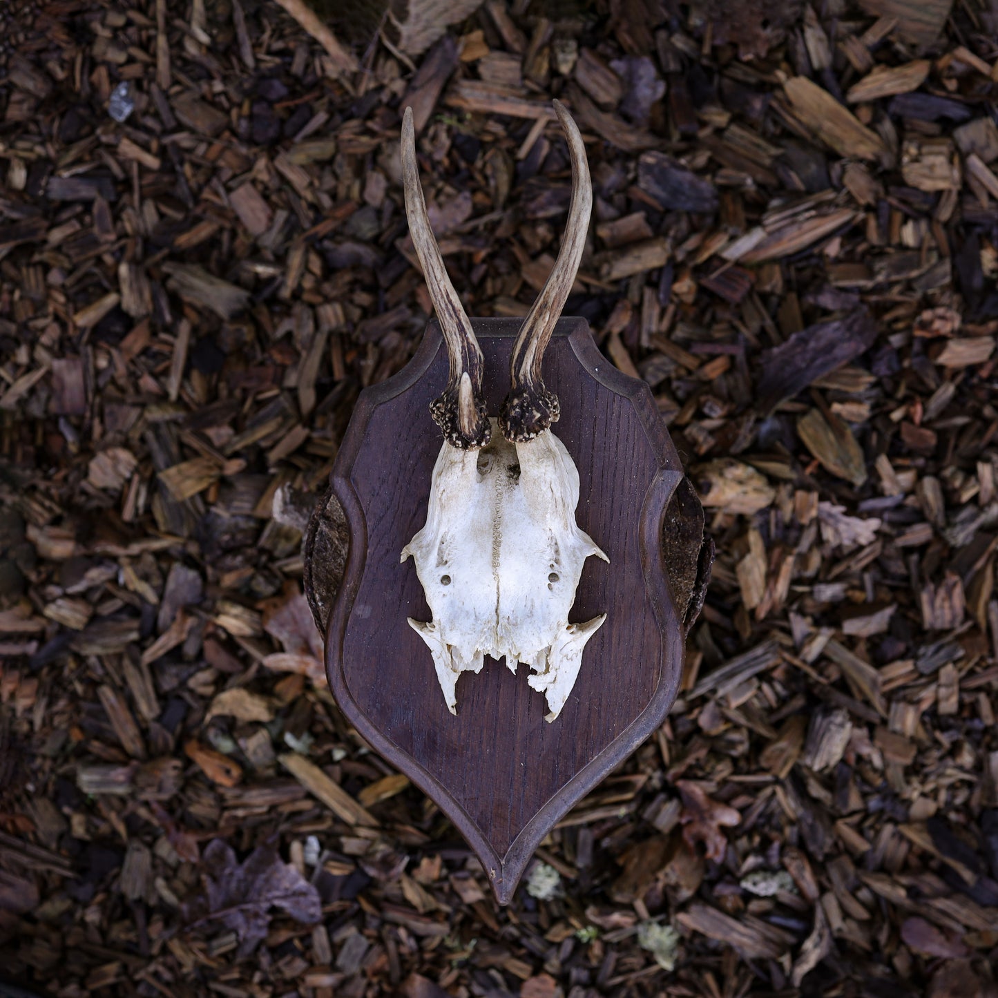 Deer Antler 2