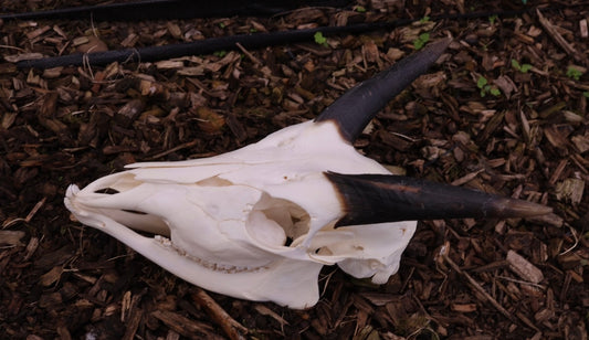 Skull sitatunga