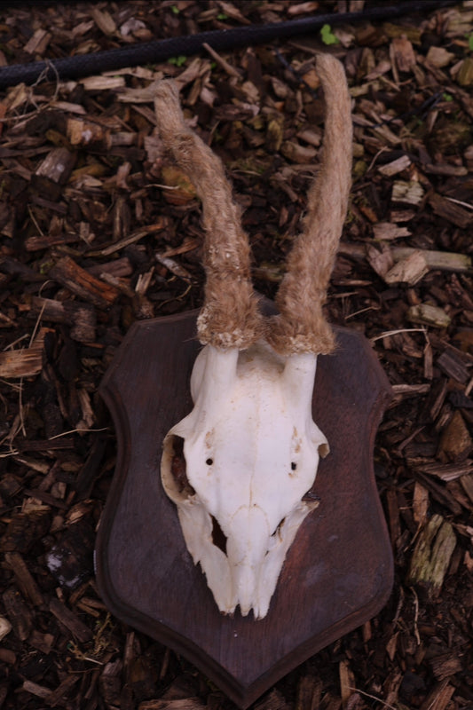 Roe deer skull