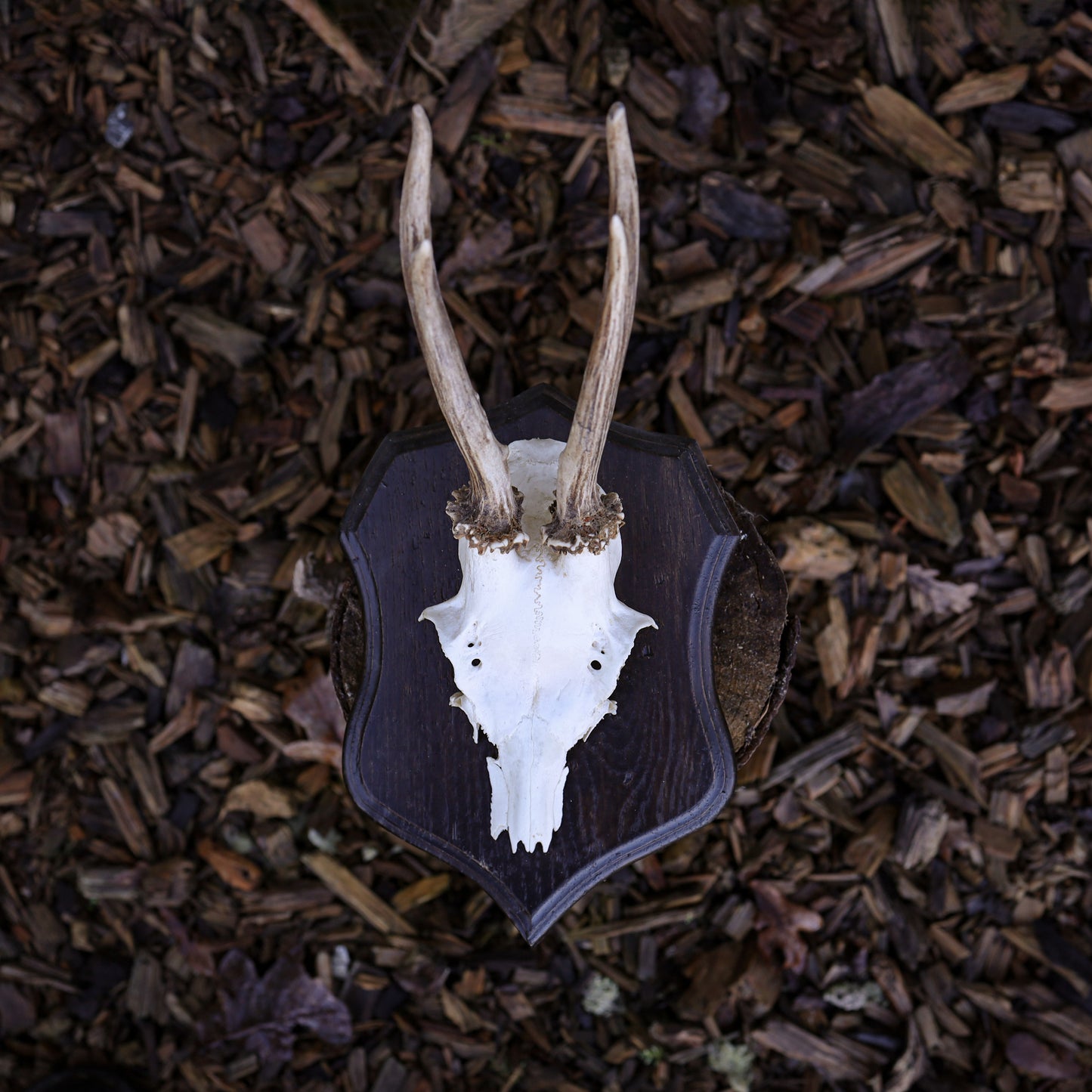 Deer Antler 1