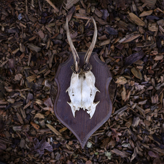 Deer Antler 2
