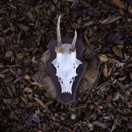 Deer Antler 3