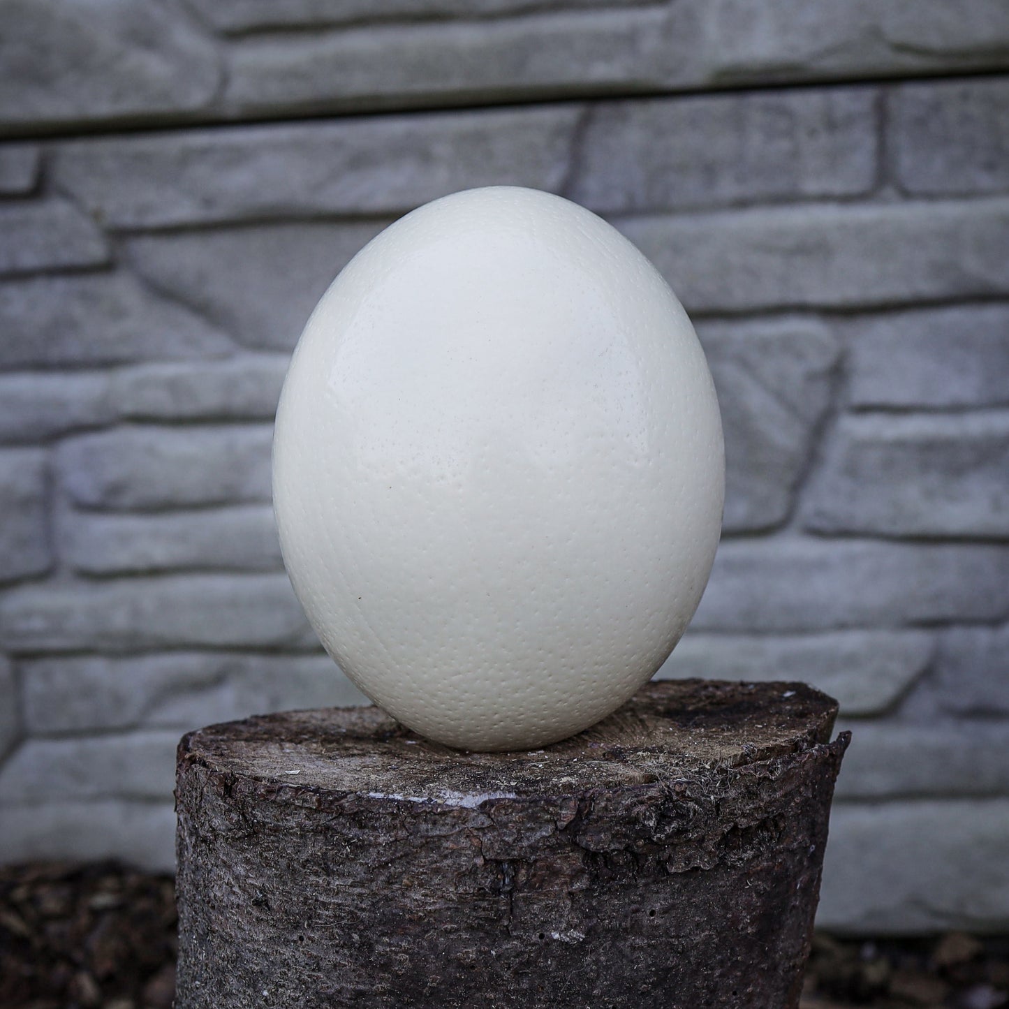 Ostrich Egg