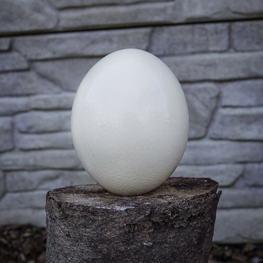 Ostrich Egg