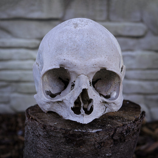 Real Human Skull
