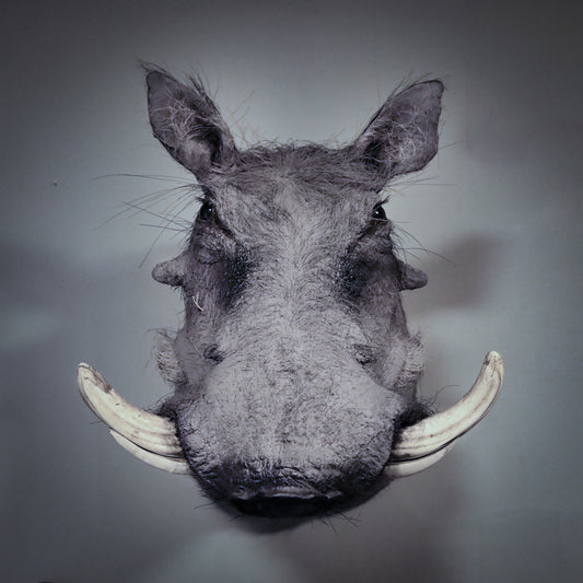 African Warthog